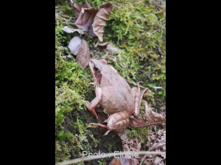 Les photos d' Elodie page 002